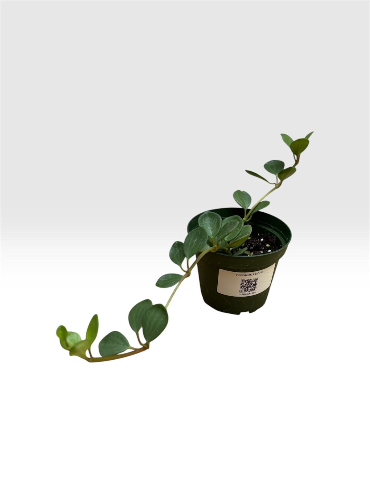 Peperomia hope