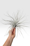 Tillandsia tectorum Peru