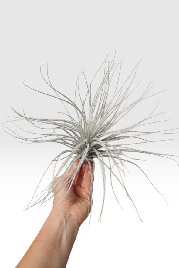 Tillandsia tectorum Peru