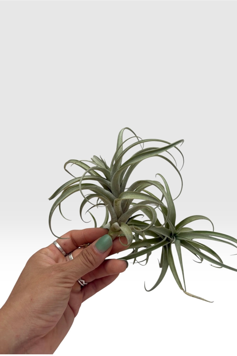 Tillandsia roseoscapa