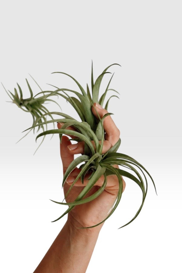 Tillandsia abdita