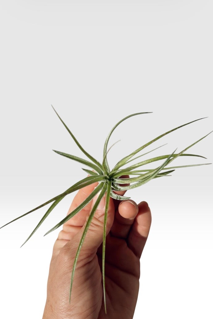 Tillandsia stricta