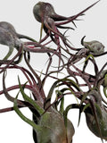 Tillandsia pruinosa