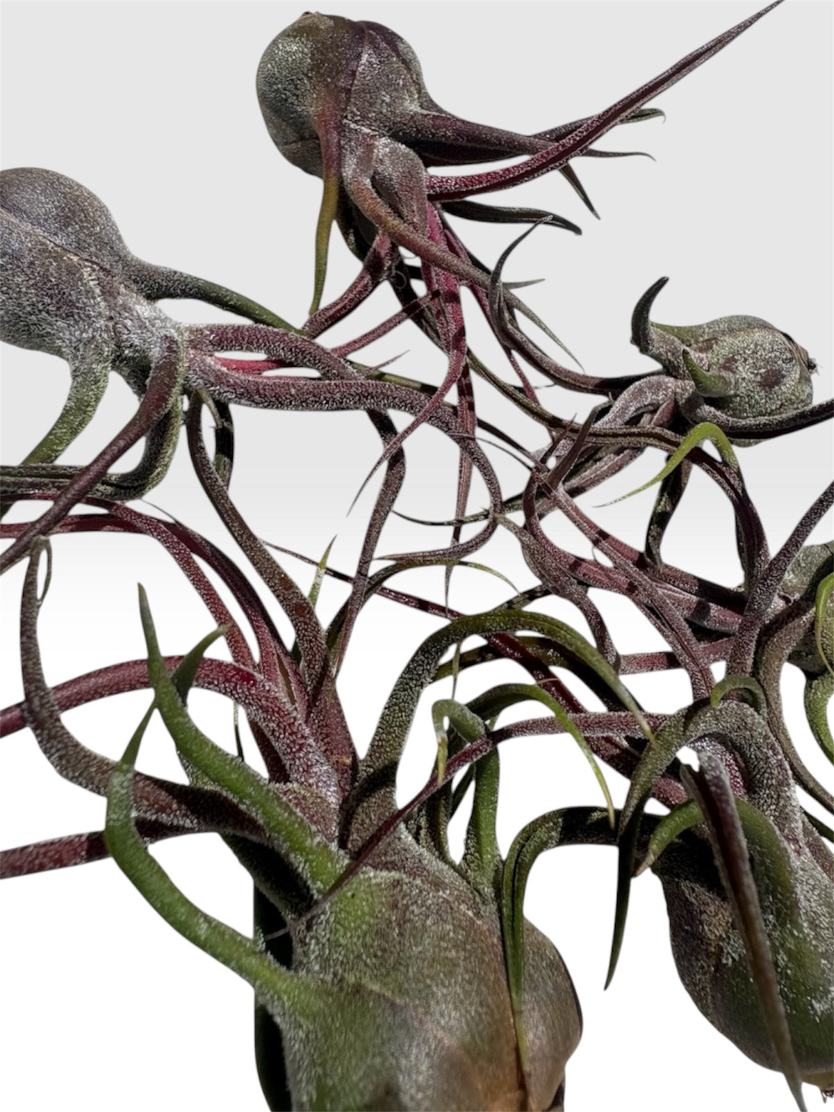 Tillandsia pruinosa