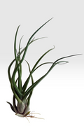 Tillandsia Bulbosa x Streptophylla