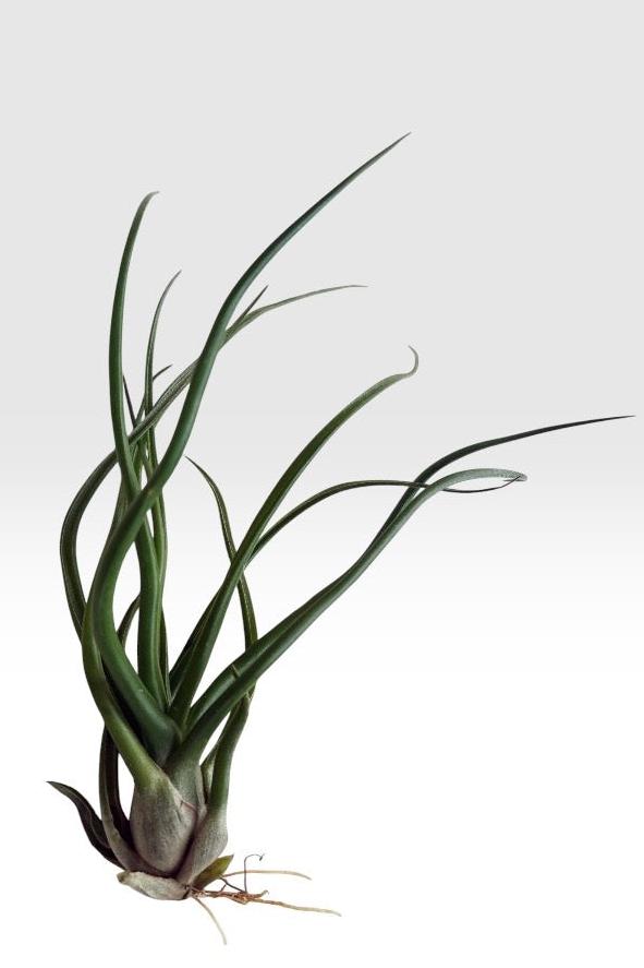 Tillandsia Bulbosa x Streptophylla