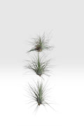 Tillandsia filifolia