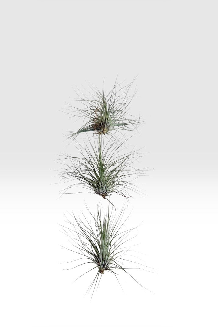 Tillandsia filifolia