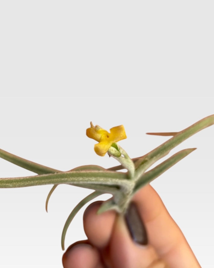 Tillandsia crocata
