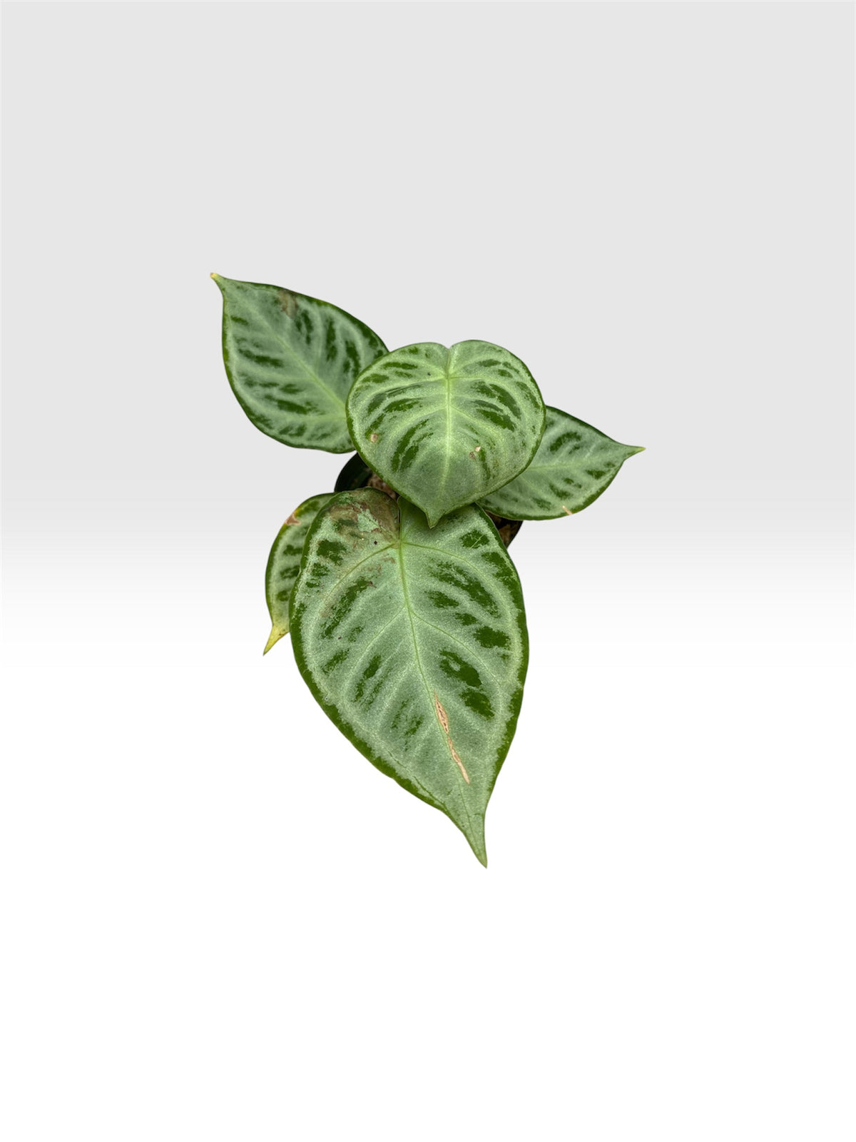Anthurium silver chrome