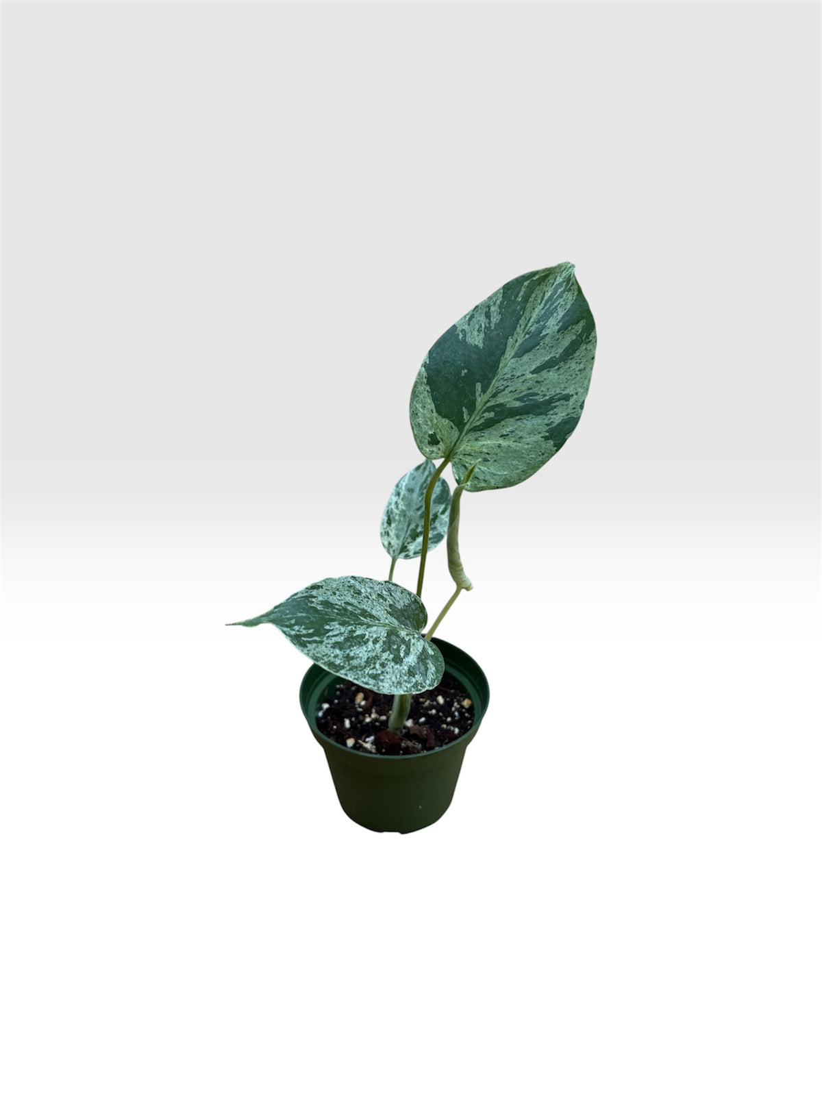 Monstera bulbasaur