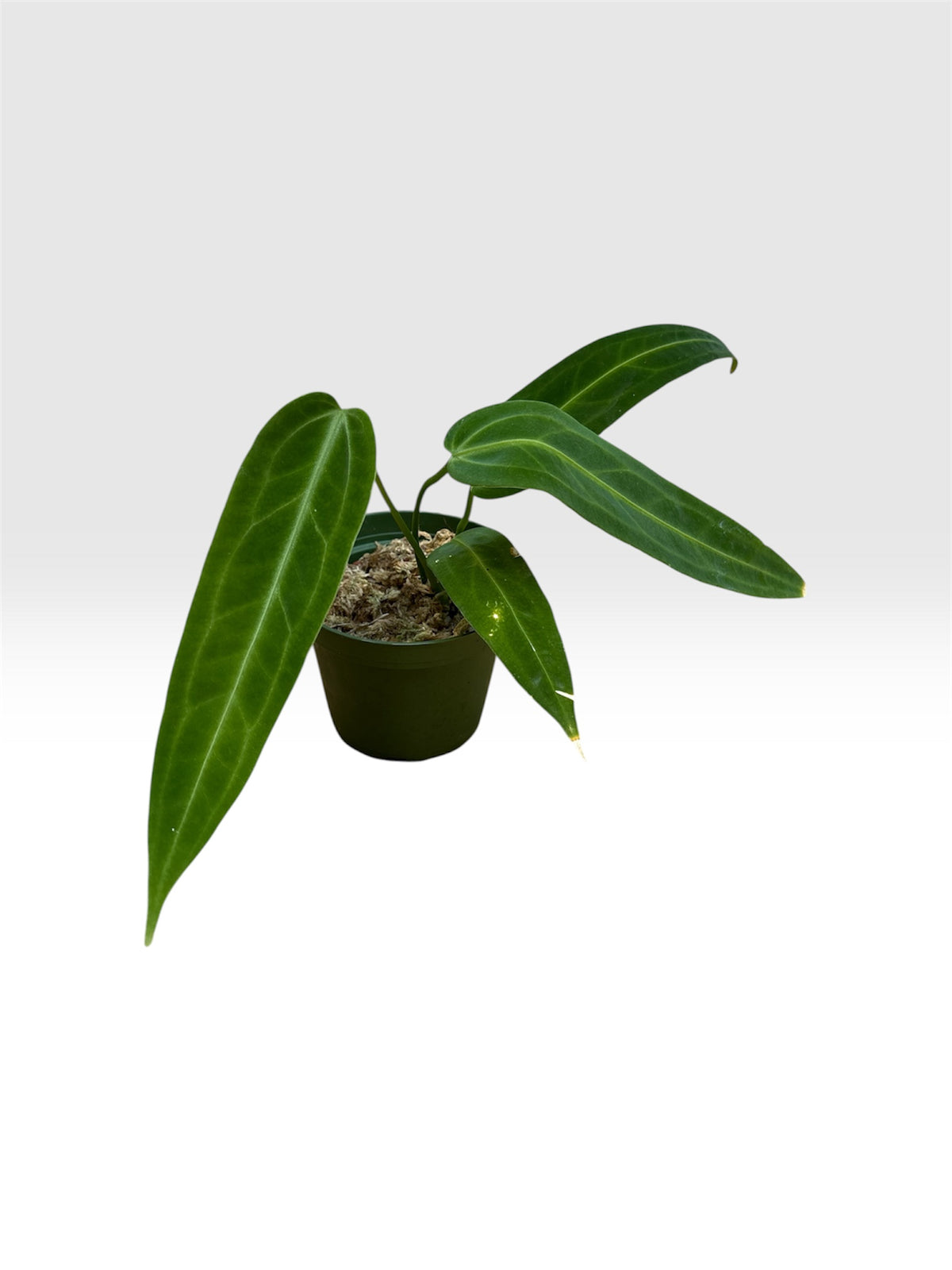 Anthurium warocqueanum