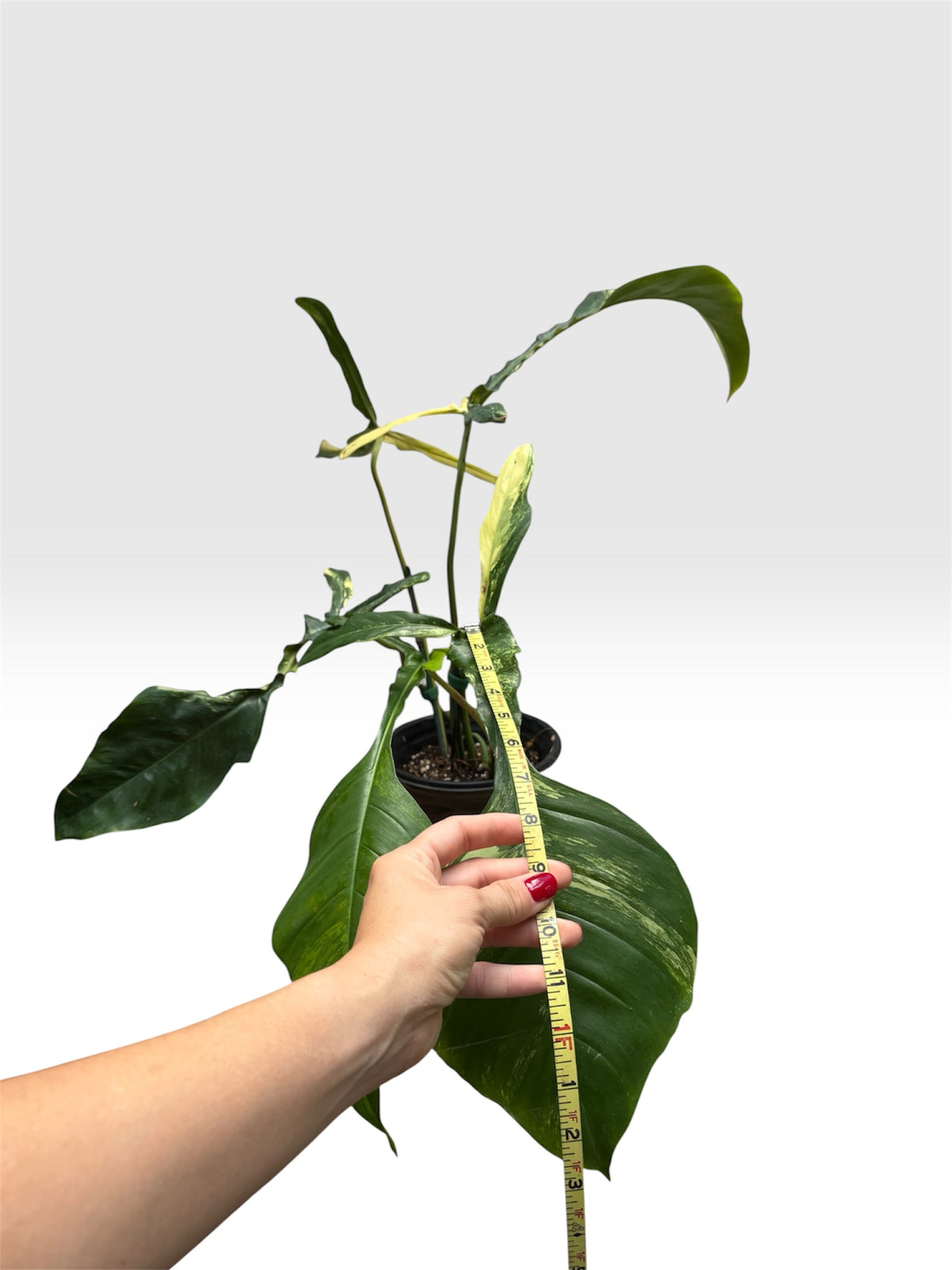 Philodendron joepii variegated