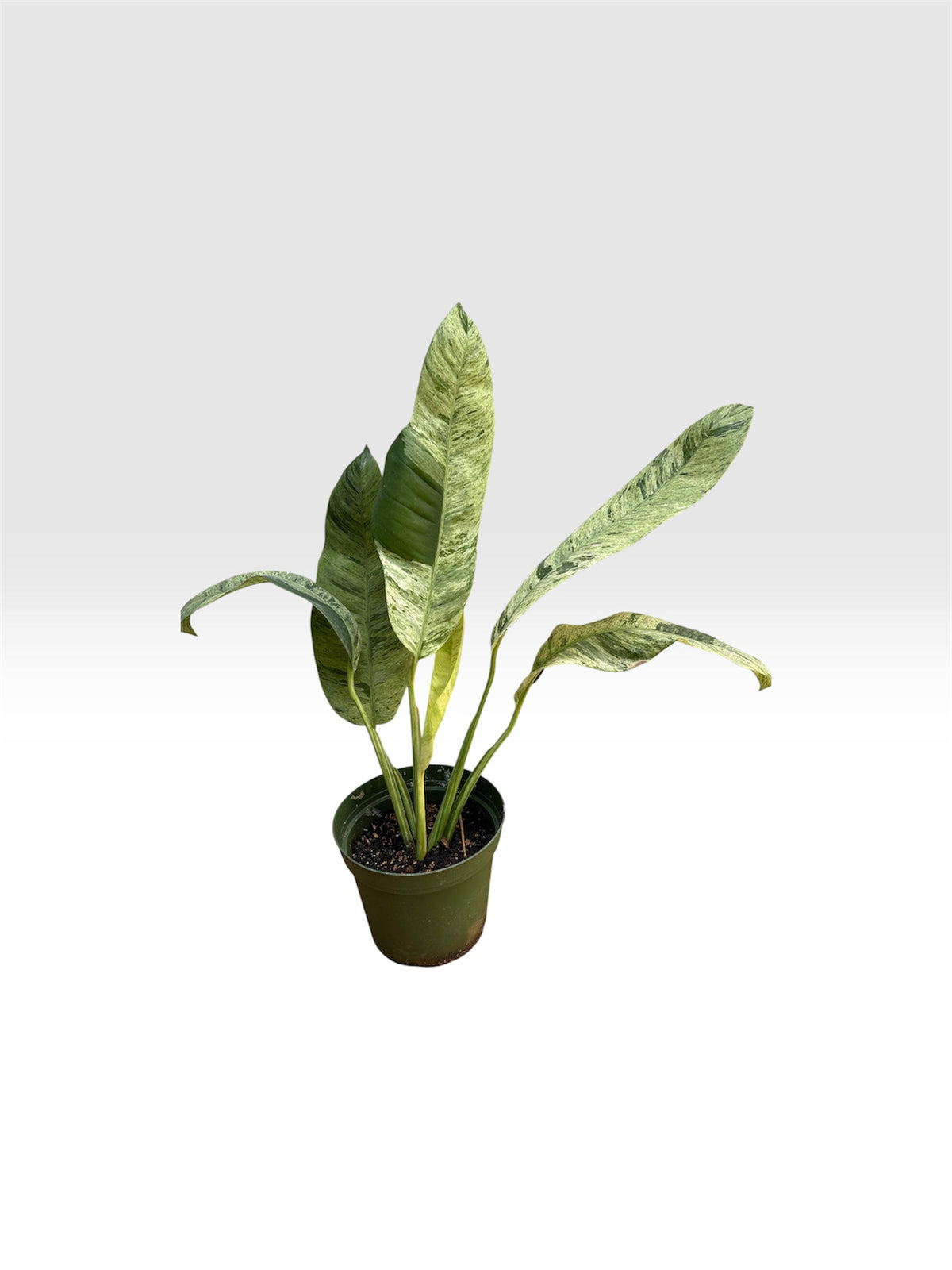 Epipremnum giganteum marble tricolor