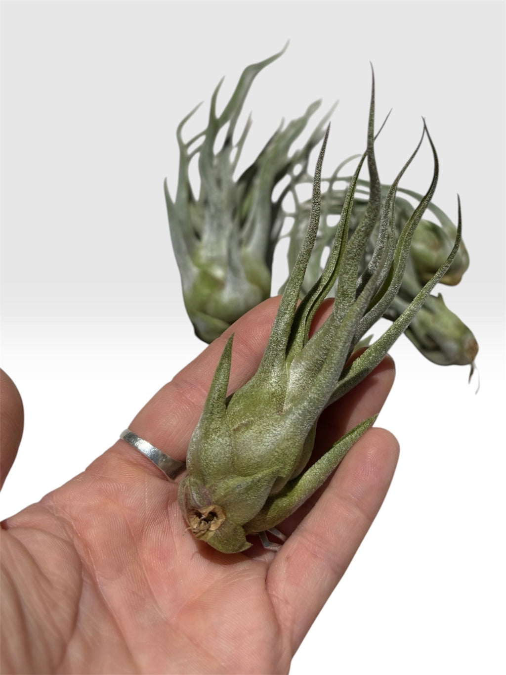 Tillandsia ehlersiana x bulbosa