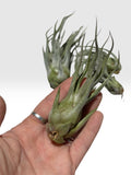 Tillandsia ehlersiana x bulbosa