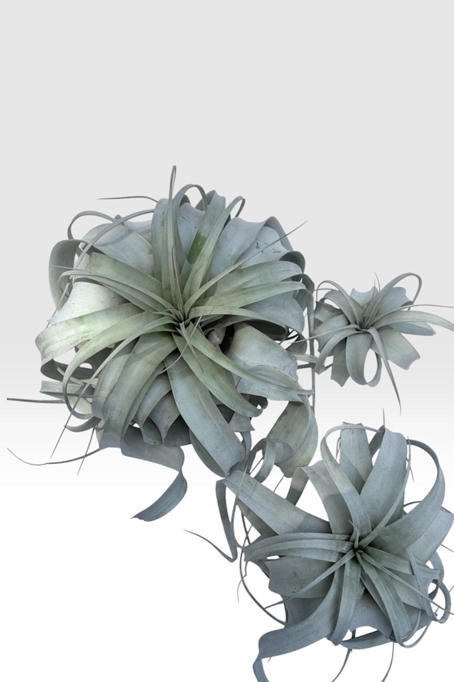 Tillandsia xerographica