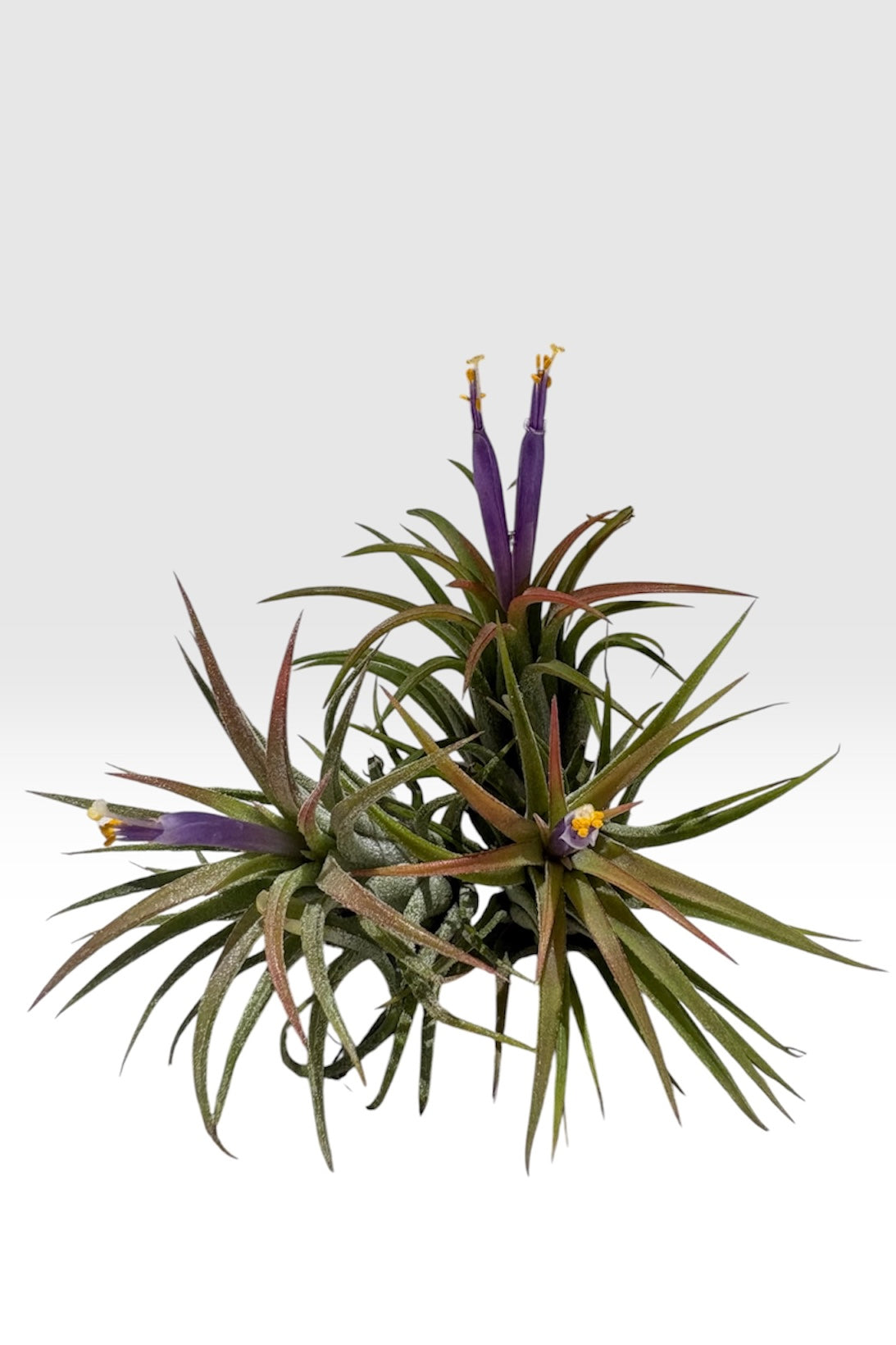 Tillandsia ionantha