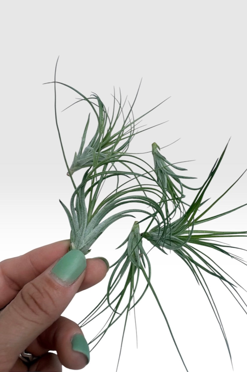 Tillandsia stricta