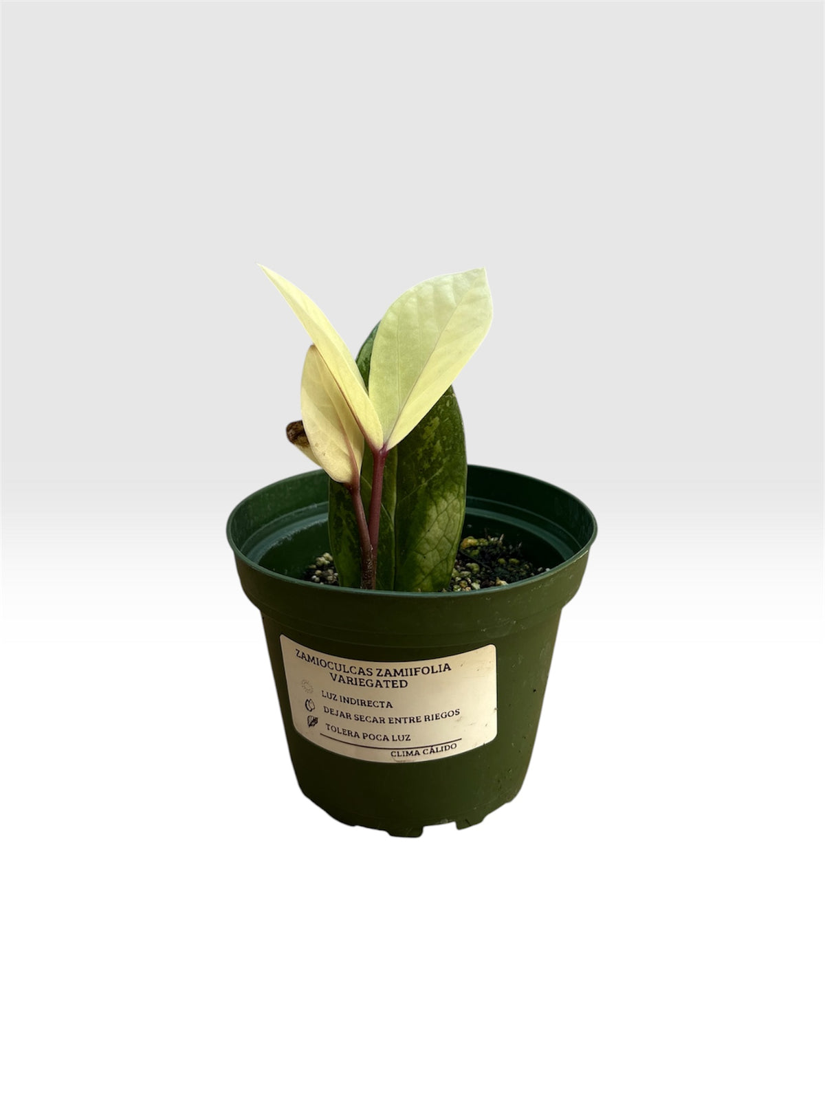 Zamioculcas zamiifolia variegated