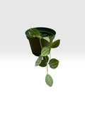 Dischidia ovata