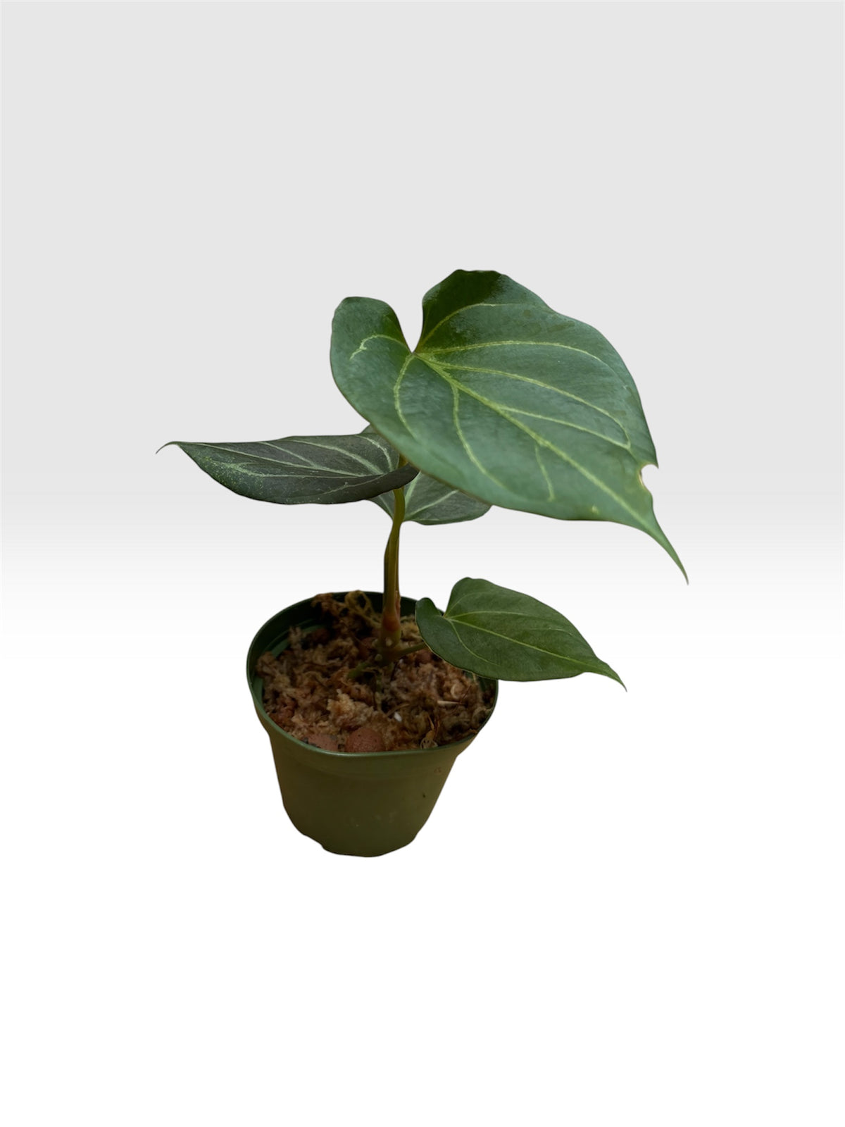 Anthurium king of spades