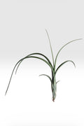 Tillandsia Intermedia