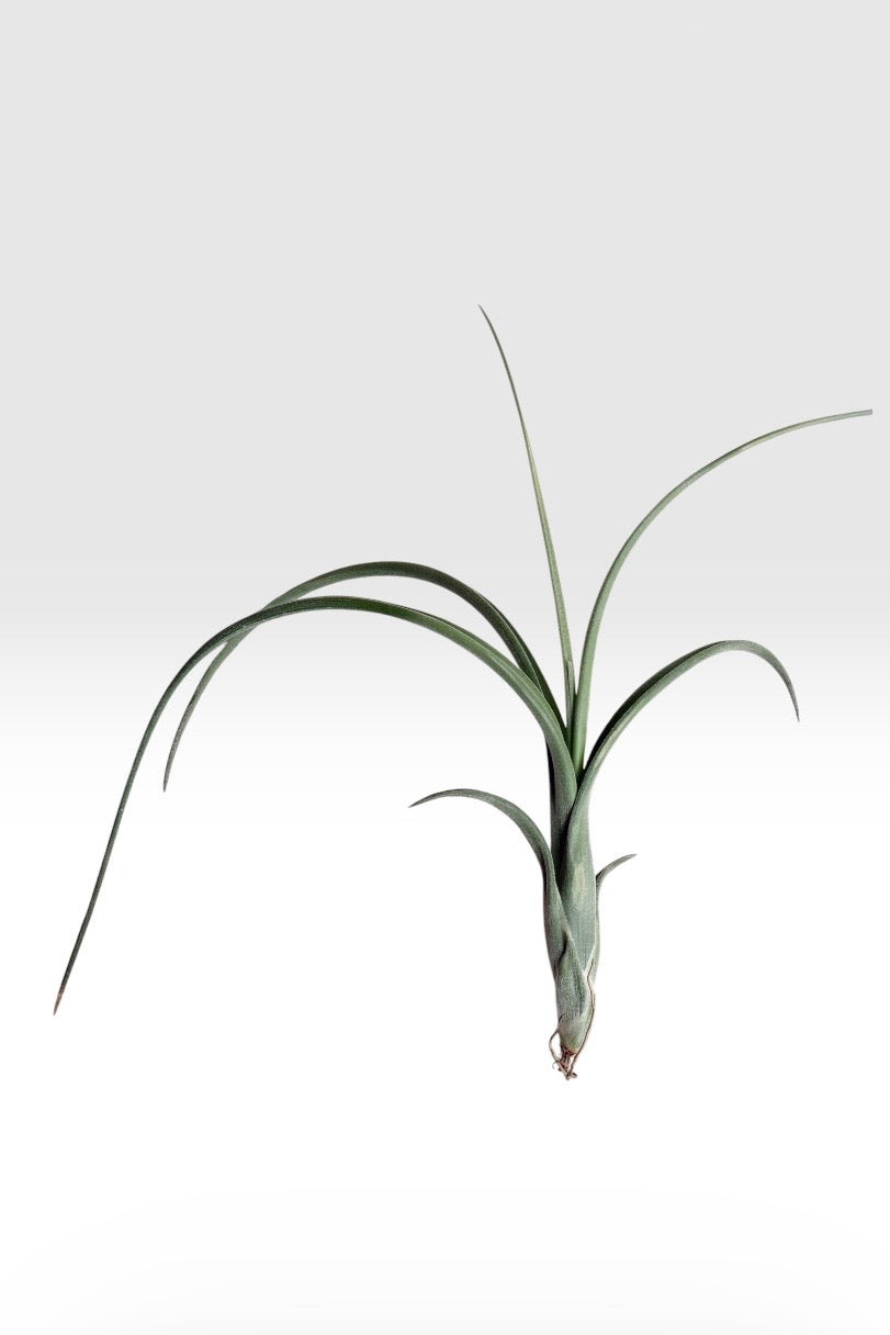 Tillandsia Intermedia