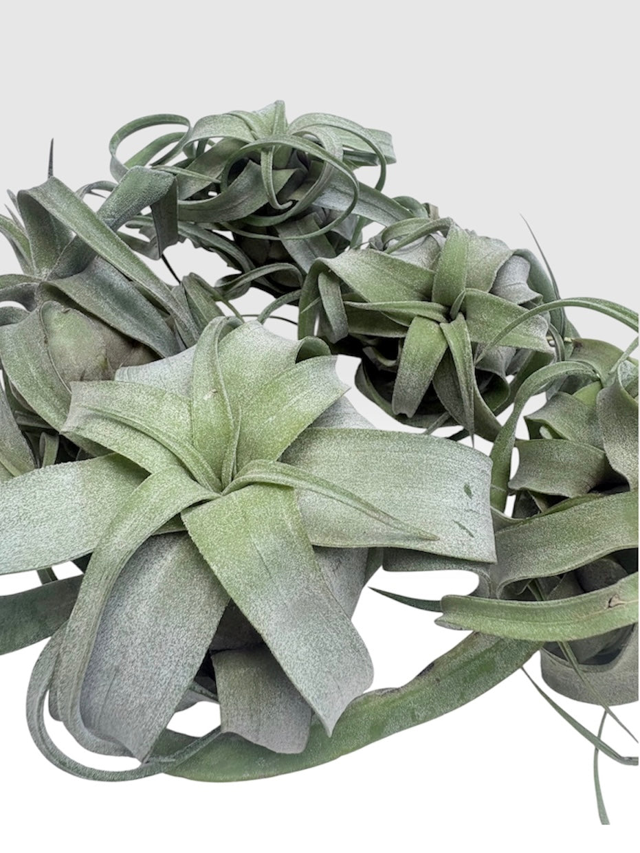 Tillandsia streptophylla