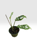 Monstera adansonii mottled variegated