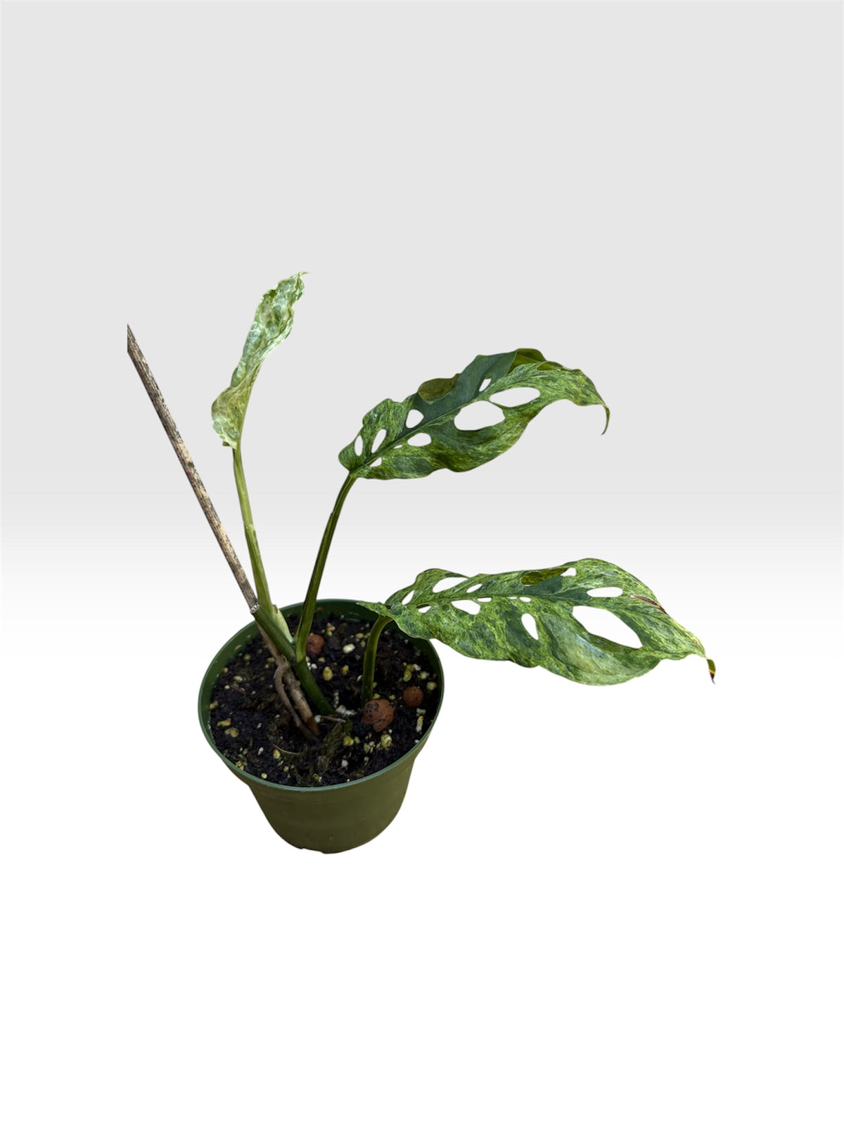 Monstera adansonii mottled variegated