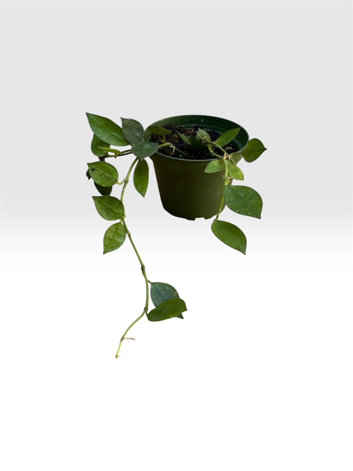 Hoya krohniana