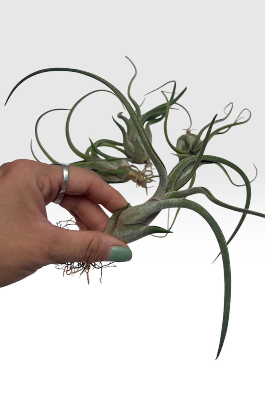 Tillandsia medusae