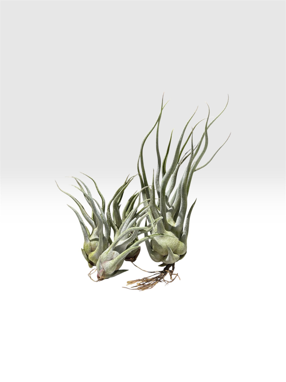 Tillandsia ehlersiana x bulbosa