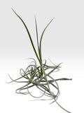 Tillandsia duratii