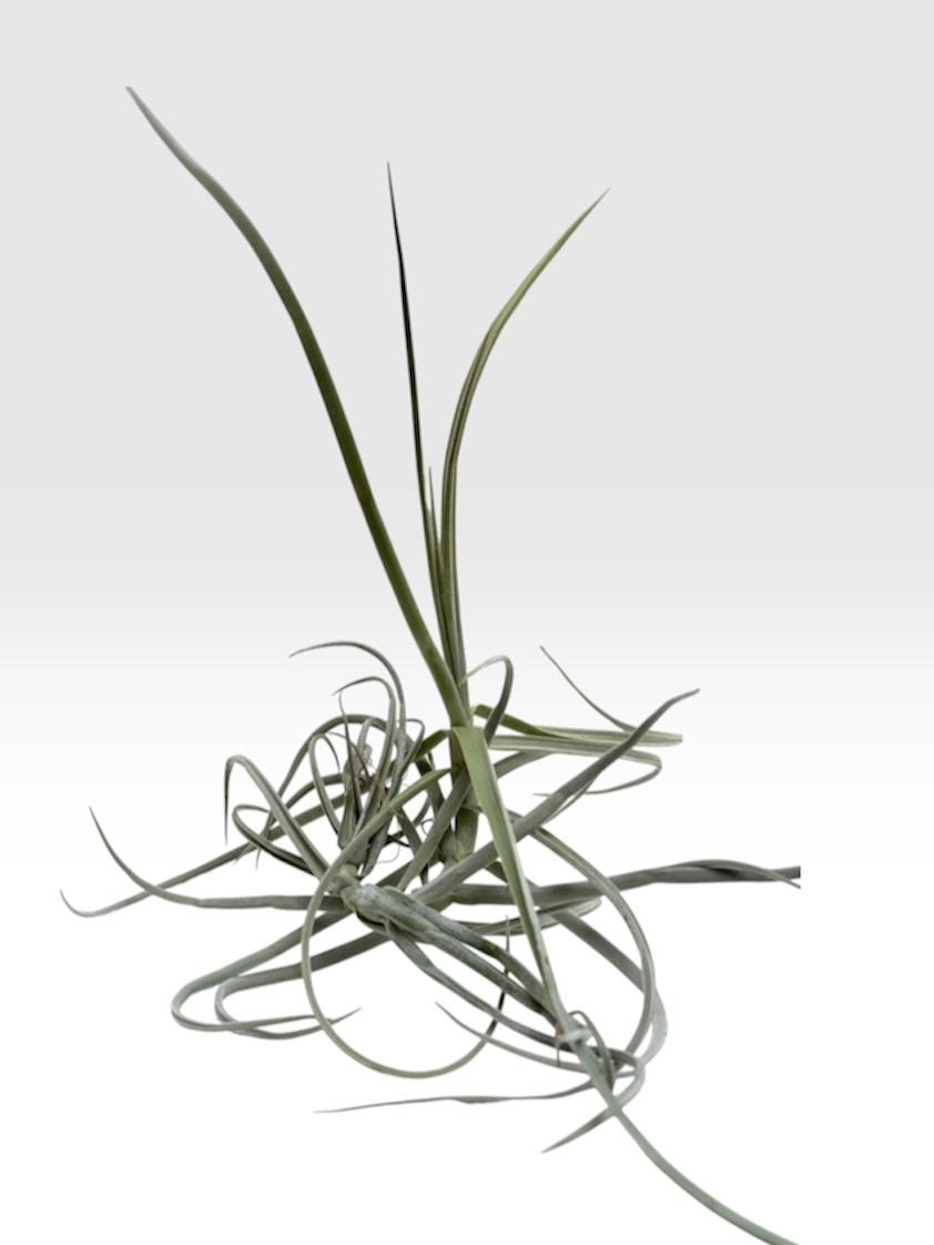 Tillandsia duratii