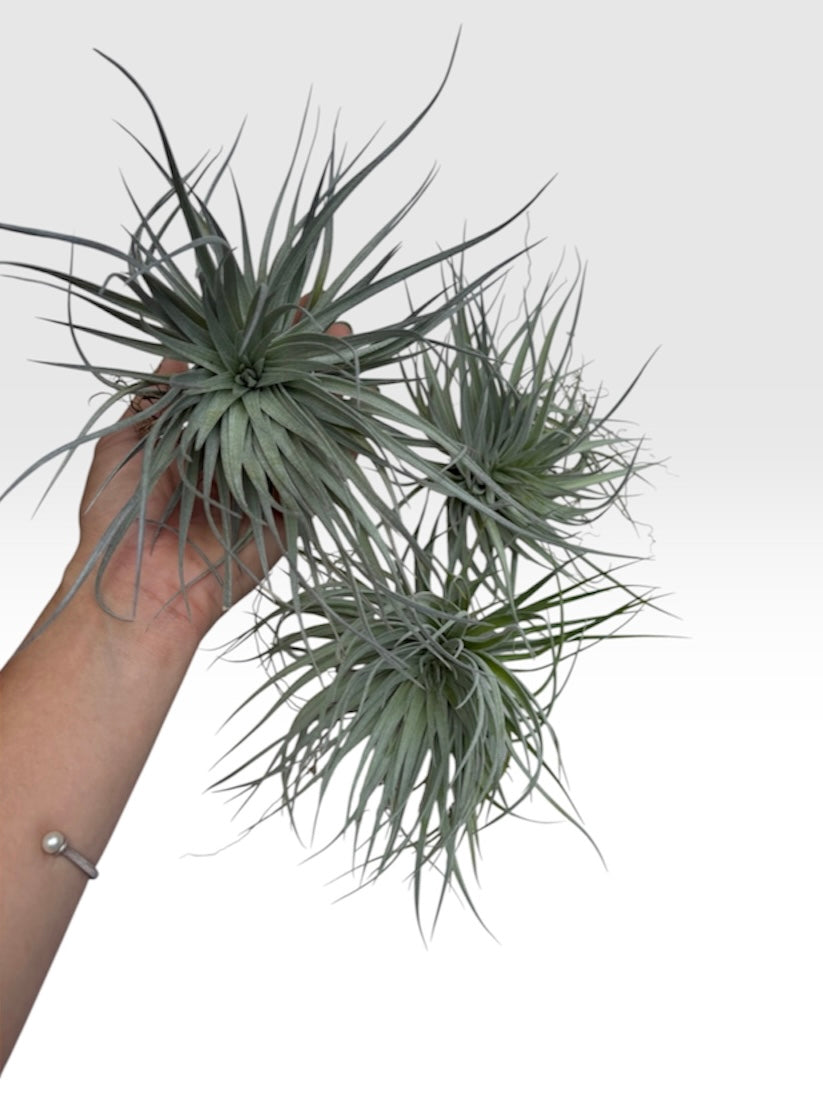 Tillandsia Houston ‘Giant’