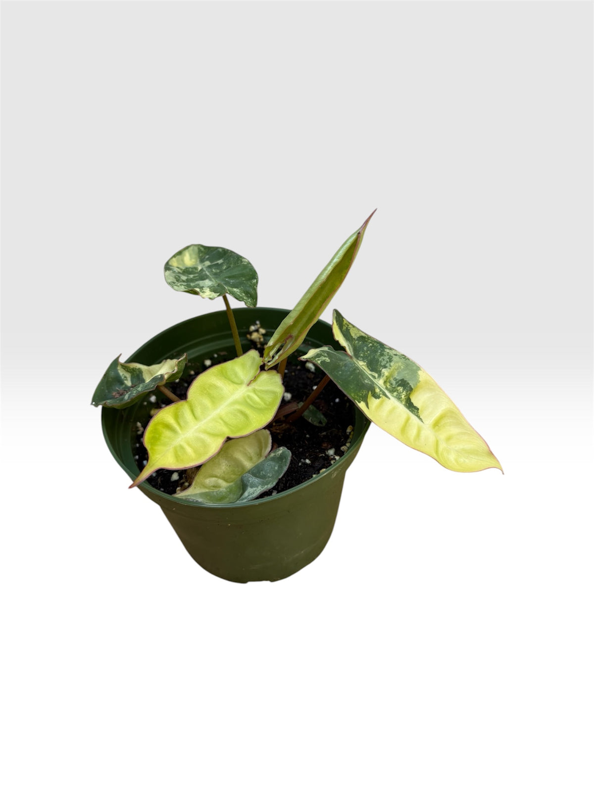 Philodendron billietiae variegated