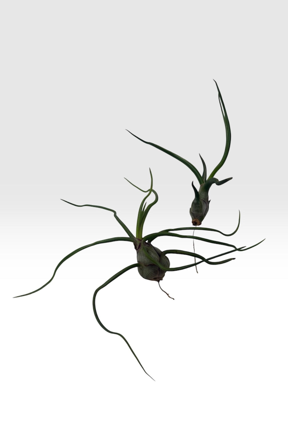 Tillandsia bulbosa