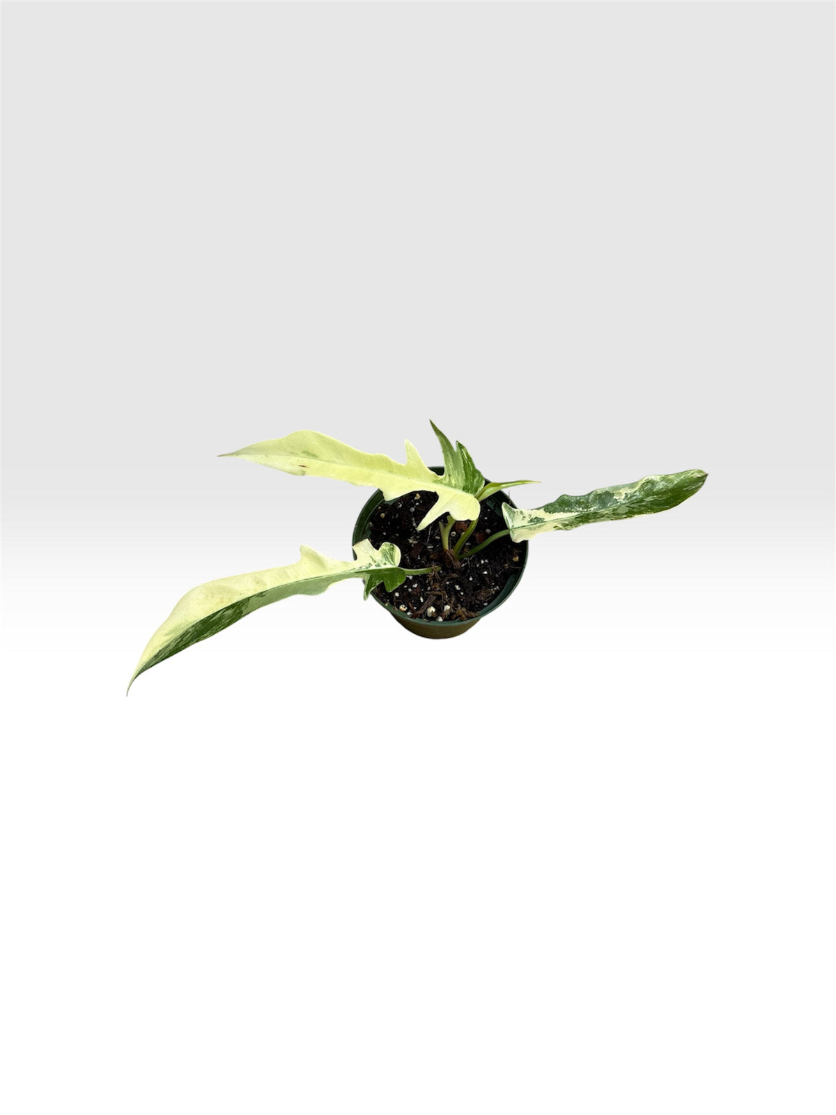 Philodendron florida beauty x tortum
