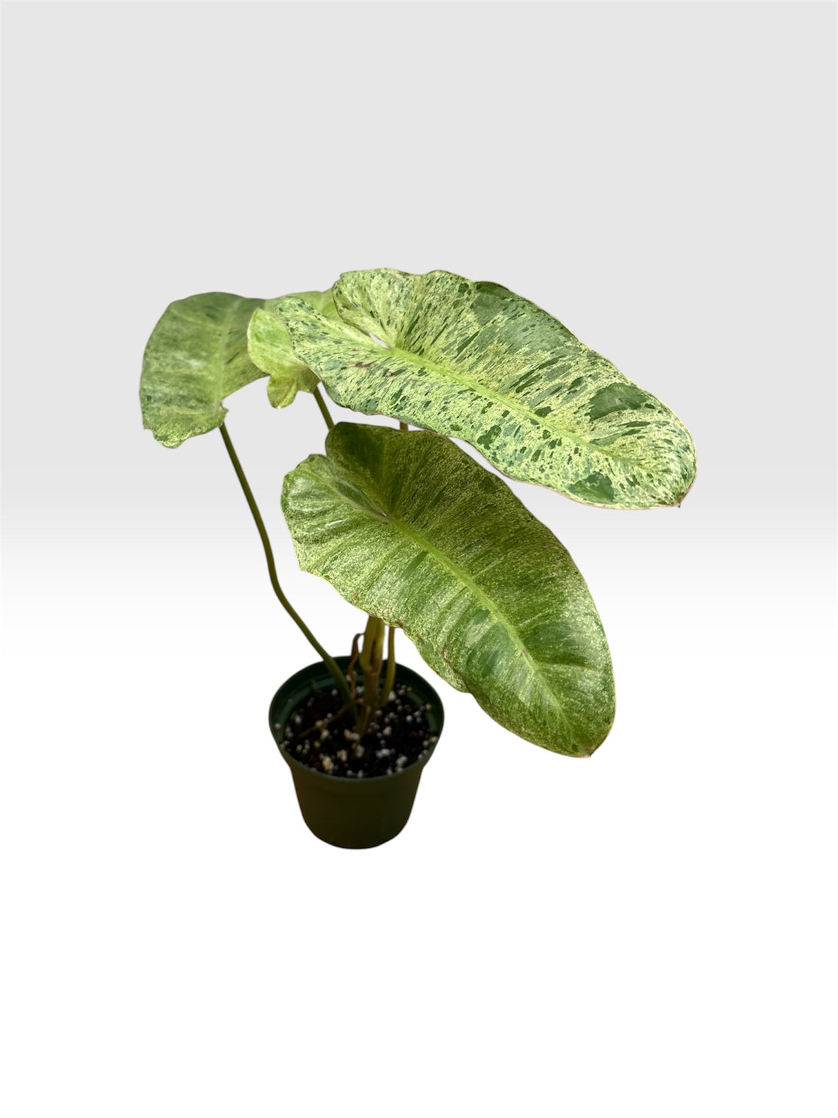 Philodendron paraiso verde
