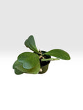 Hoya kerrii