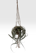Macramé de techo