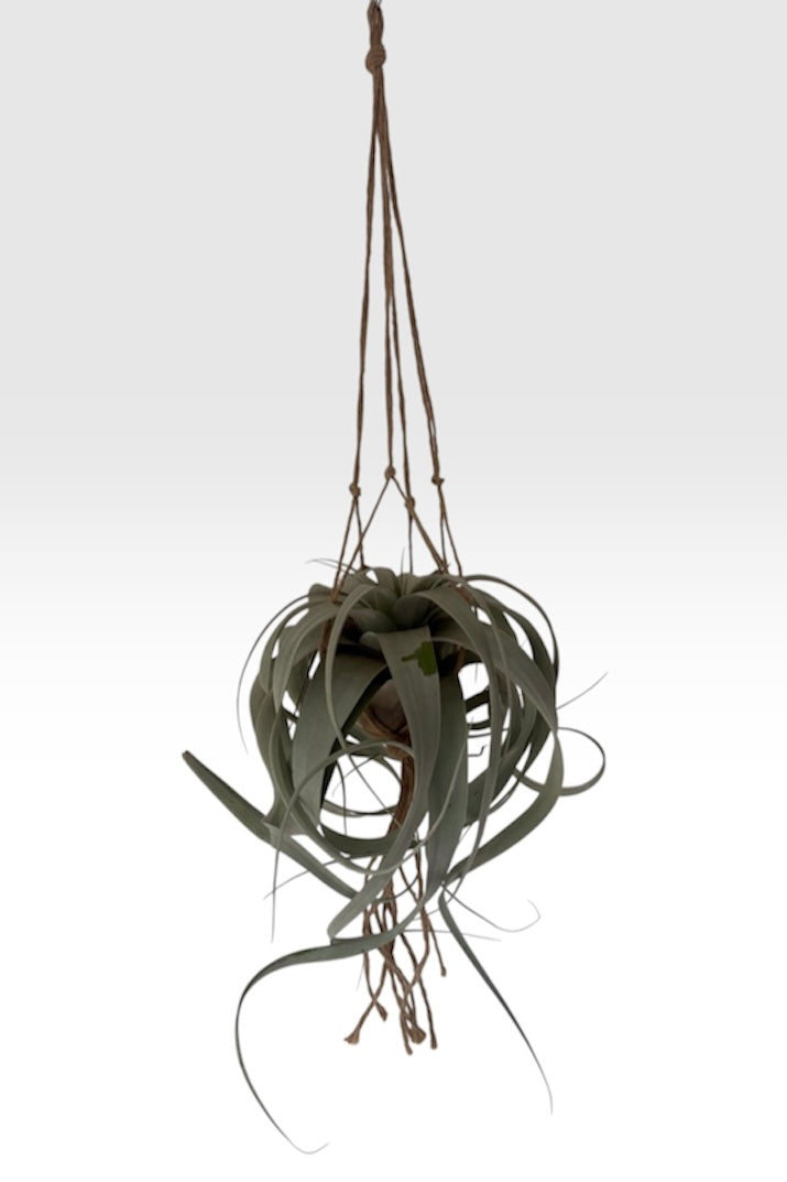 Macramé de techo