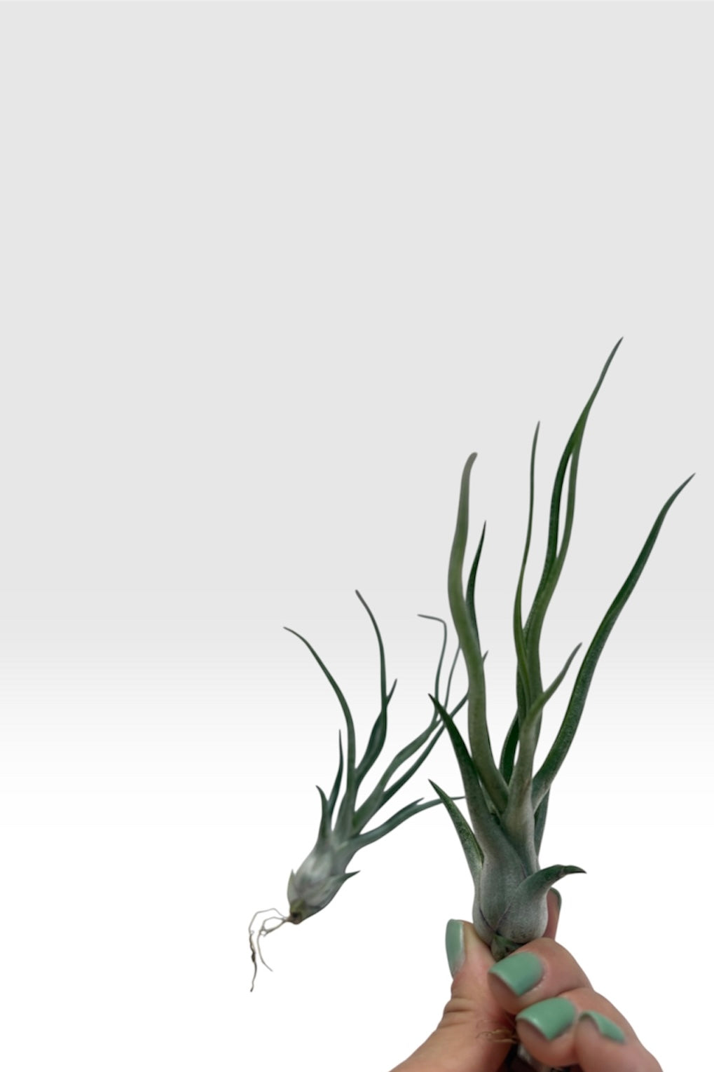 Tillandsia Bulbosa x Streptophylla