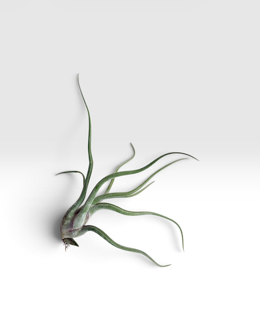 Tillandsia medusae
