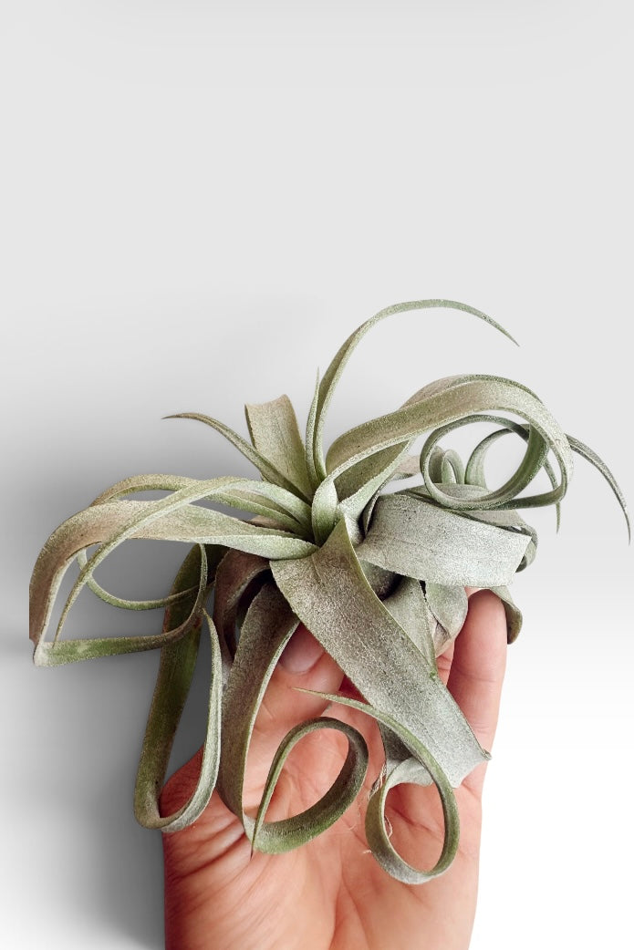 Tillandsia streptophylla