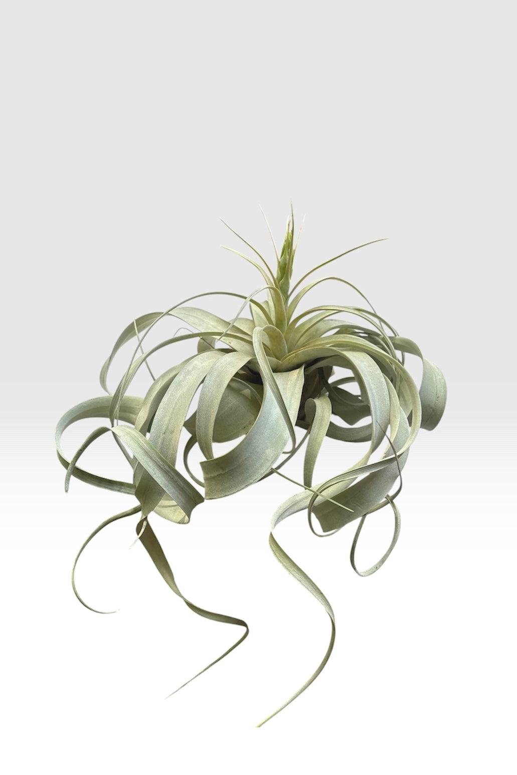 Tillandsia xerographica
