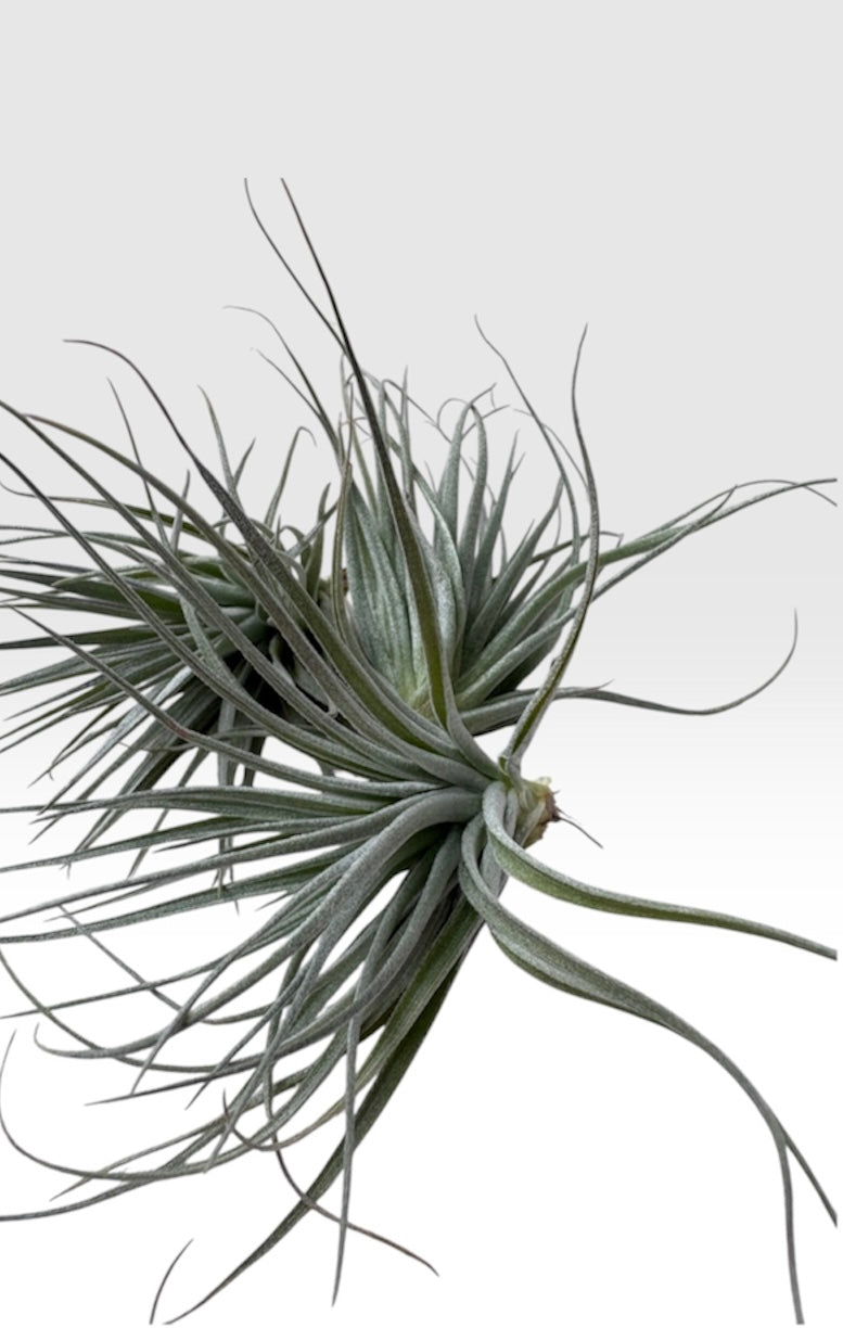 Tillandsia Red Houston