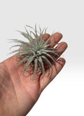 Tillandsia tectorum